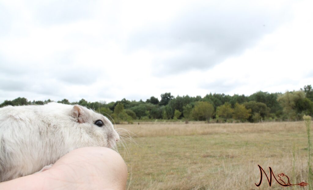 4 septembre 2019 (14)